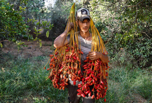 Agricultor palestino cargando dátiles