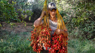 Agricultor palestino cargando dátiles