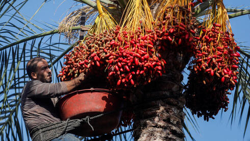 Plantacion de dátiles palestina