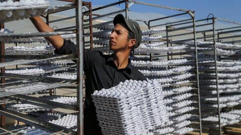 Un trabajador palestino recoge bandejas de huevos recién hechas, fabricadas a partir de residuos de papel reciclado en Khan Younis, en el sur de la Franja de Gaza. 