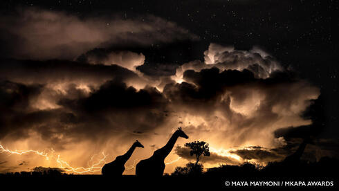 La fotografía de Maya Maymoni, de origen israelí para los premios Mkapa. 