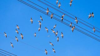 Pelícanos vuelan cerca de cables eléctricos