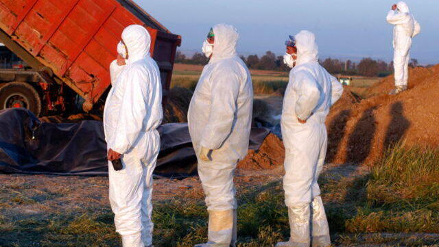 Una fotografía del brote de gripe aviar de 2006 en Israel, con trabajadores del Ministerio de Agricultura enterrando los cadáveres de pavos muertos en el kibbutz En Hashlosha en el oeste de Negev. 