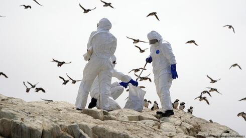 Trabajadores del ministerio de Medioambiente de Israel trabajan para frenar un posible brote de gripe aviar. 