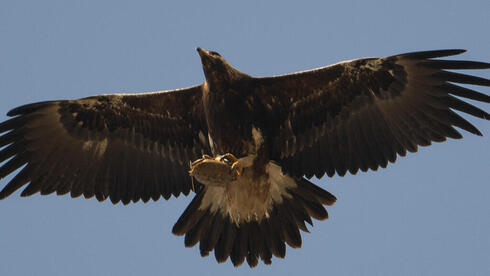 Aguila real con una tortuga entre sus garras. 