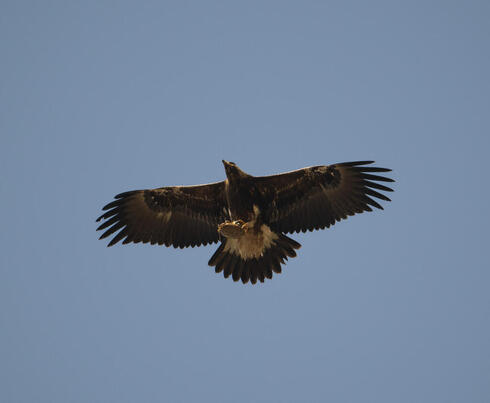 Aguila real con una tortuga entre sus garras. 