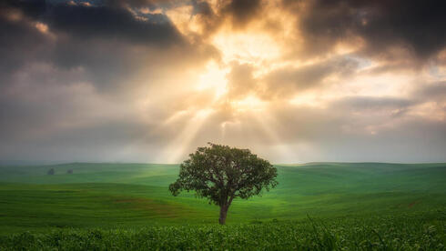 Un árbol en Ruhama.