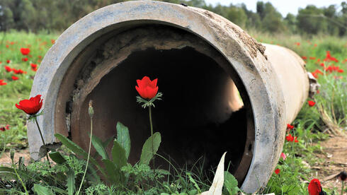 Flores en el sur de Israel.