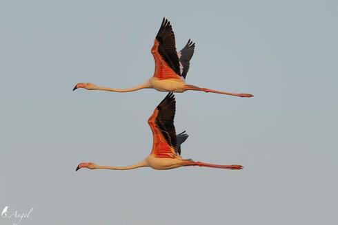 Flamenco.