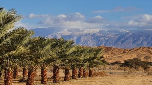 Palmeras en el desierto de Arava, en el sur de Israel.