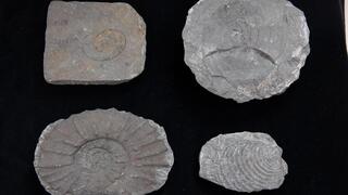 Los cuatro fósiles.