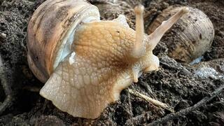 Un caracol se arrastra tras la lluvia invernal.