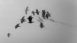 Pájaros vuelan entre la lluvia.