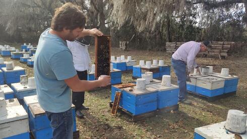 Investigadores revisando las colmenas de abejas. 