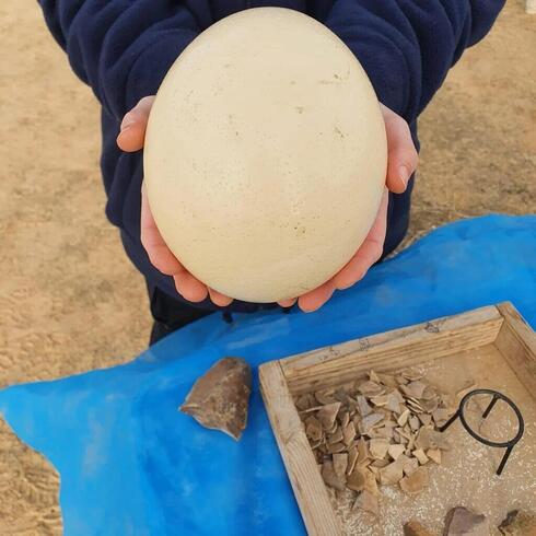 Huevo de avestruz procedente de África.
