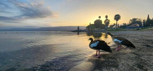Aves visitan la orilla del Mar de Galilea. 