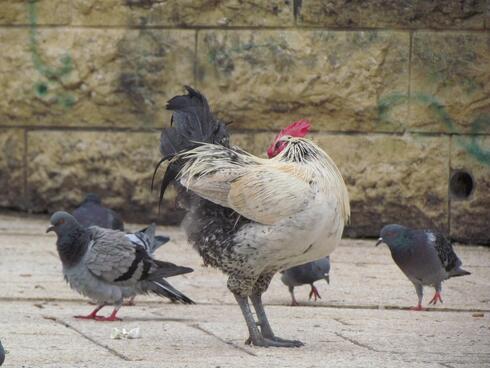 Gallo en la plaza central de Nazaret. 