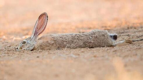 Un conejo en el calor del desierto.