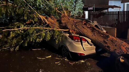 Un árbol que se derrumbó aplastó un auto estacionado en el lugar. 