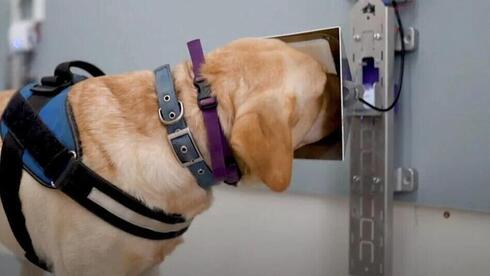 SpotitEarly combina las habilidades olfativas naturalmente desarrolladas de los perros con una tecnología única.