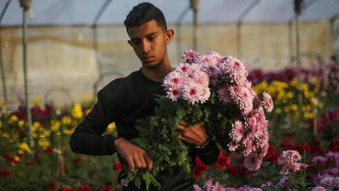 La recogida de flores palestina fluye en Gaza.