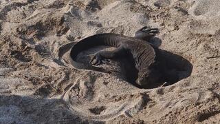 Una iguana deposita sus huevos en el territorio de Galápagos. 