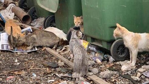 Gatos callejeros en Israel.