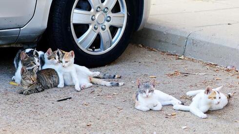 Gatos callejeros en Israel.