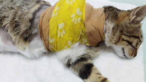 Un gato al que se le amputó una extremidad tras una lesión gracias al Proyecto Salomón.
