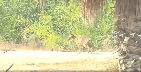 Un chacal de buen aspecto paseando.