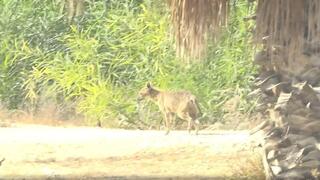 Un chacal de buen aspecto paseando.