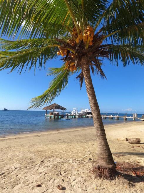 Cocoteros en Roatán. 