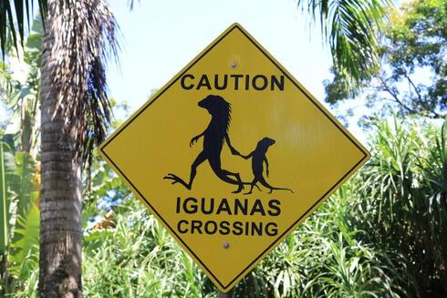 Las iguanas están protegidas en la isla. 