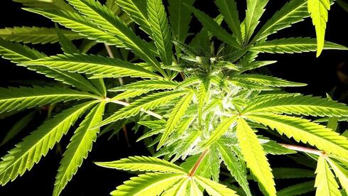 Planta cannabis sativa. 