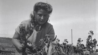 Mujer israelí trabajando en el campo en 1948. 