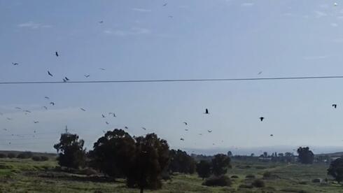 Miles de cigüeñas volaron sobre Israel. 