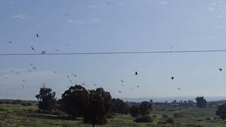 Miles de cigüeñas volaron sobre Israel. 