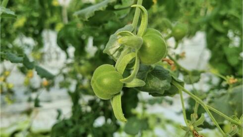 La nueva variedad de tomate desarrollada por investigadores de la Universidad Hebrea es resistente a la sequía. 