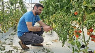 Michael Zilberberg, asistente de investigación que trabaja con Shai Torgeman, de la Universidad Hebrea, examina algunos de los nuevos tomates que estudian los investigadores.