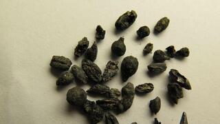 Antiguas semillas de vino procedentes de una excavación en el Negév.
