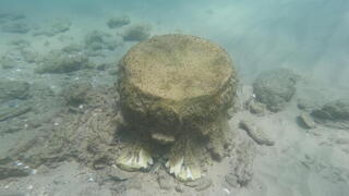 Objeto de la época romana hallado frente a la costa de Israel.