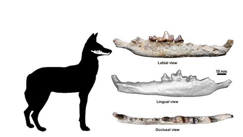 Mandíbula encontrada por los investigadores. 