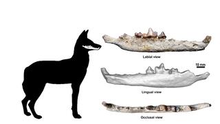 Mandíbula encontrada por los investigadores.