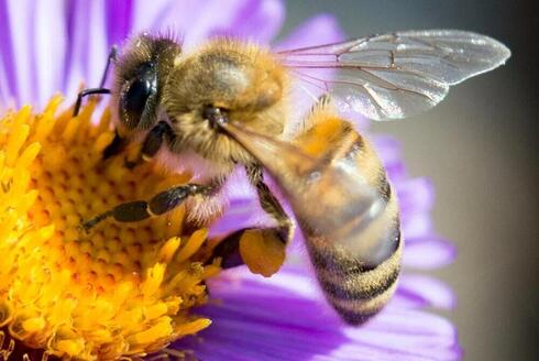 Si mejora el bienestar de las abejas mejora la agricultura. 