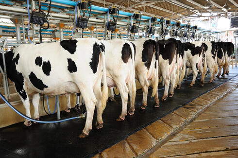 Las nuevas tecnologías para la elaboración de leche cultivada protegen más a los animales. 