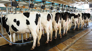 Las nuevas tecnologías para la elaboración de leche cultivada protegen más a los animales. 