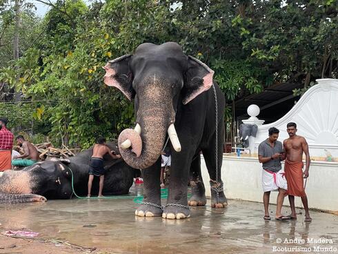 Elefantes en una celebración de Kochi. 