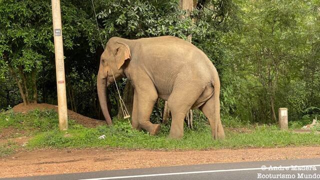 Sigiriya, Sri Lanka. 