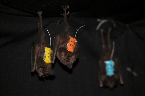 Murciélagos utilizados en el estudio. 