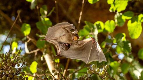 Los murciélagos frugívoros ayudaron a descubrir las islas de calor urbanas en Tel Aviv.